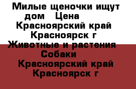 Милые щеночки ищут дом › Цена ­ 200 - Красноярский край, Красноярск г. Животные и растения » Собаки   . Красноярский край,Красноярск г.